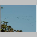 Grus grus - Kranich 07.jpg